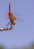 Trithemis kirbyi